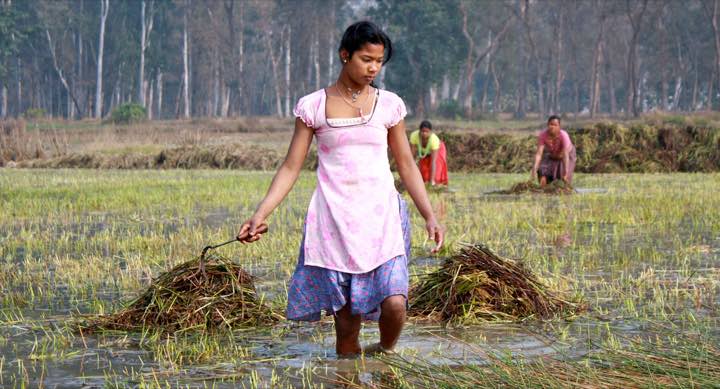 Gathering plants in the shallows